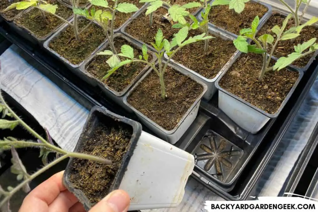 Tomato Seedlings in Plastic Trays