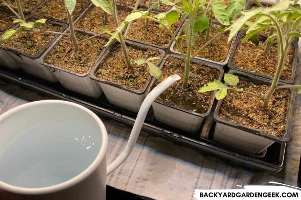 Top Watering Tomato Seedlings