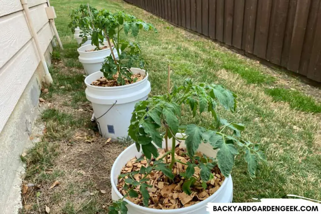 Growing Tomato Plants in Buckets