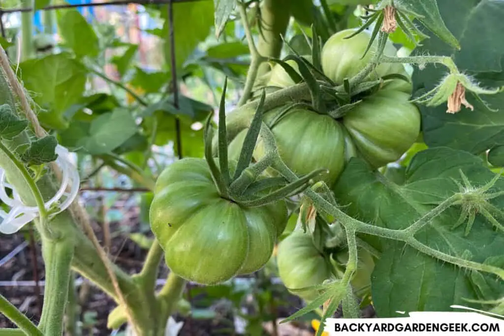 Heirloom Tomatoes Growing in a Raised Bed