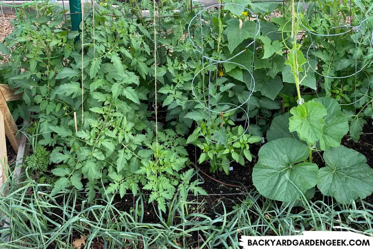 How Many Tomato Plants Do I Need for 3, 4, or 5 People? Backyard