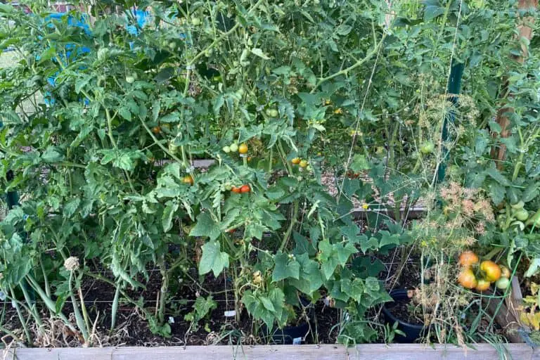 How Many Tomato Plants Do I Need for 3, 4, or 5 People?