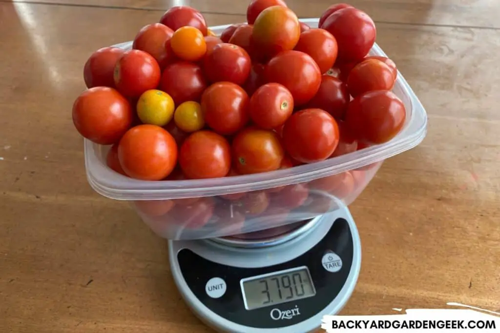 Three Pounds of Tomatoes in a Container