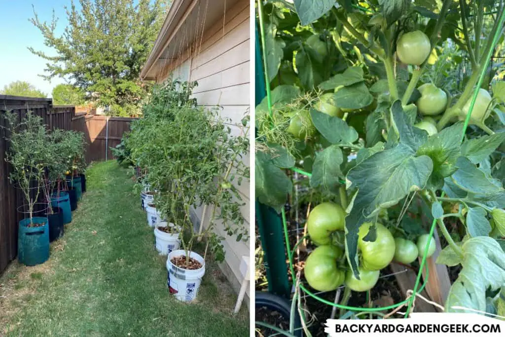 Tomato Plants Growing in My Backyard