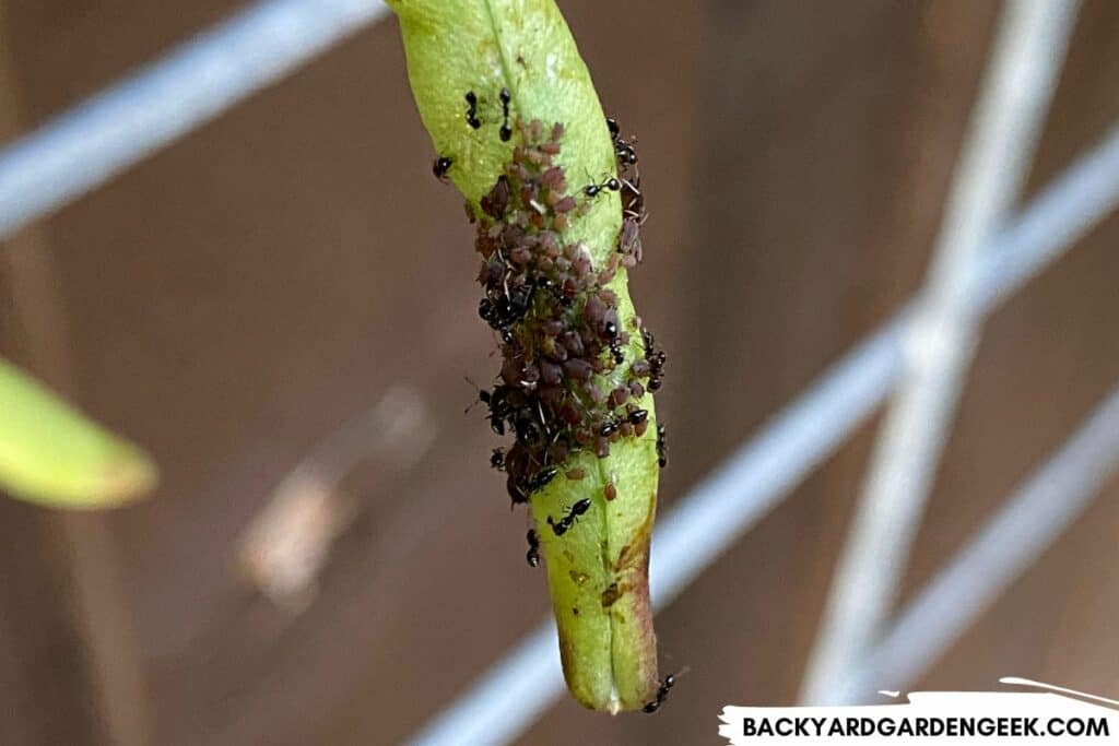Ants Tending to Aphids on Bean Plants