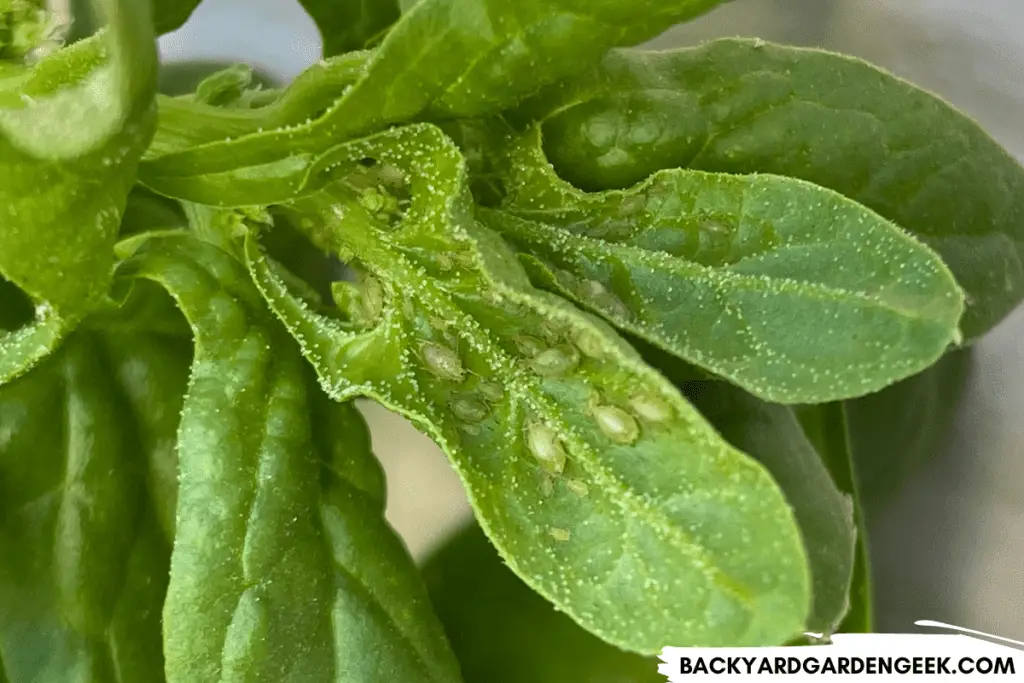 Aphids and Honeydew Droplets on Spinach