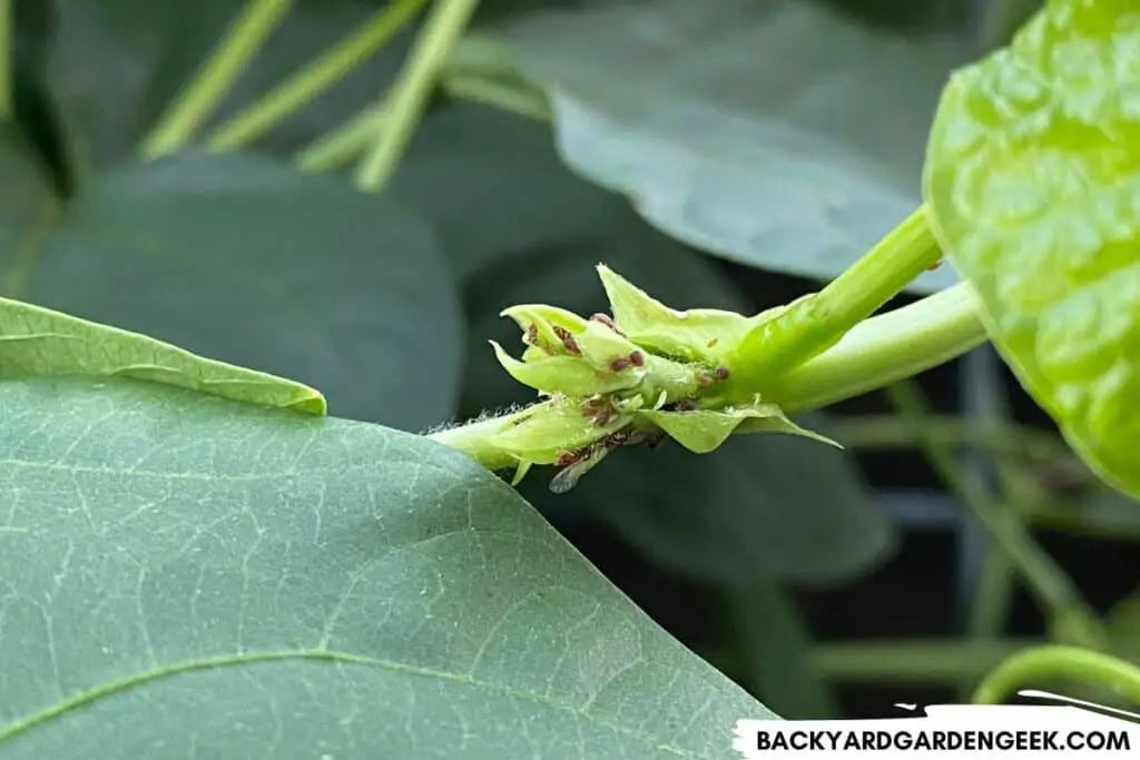 Aphids on Bean Plants