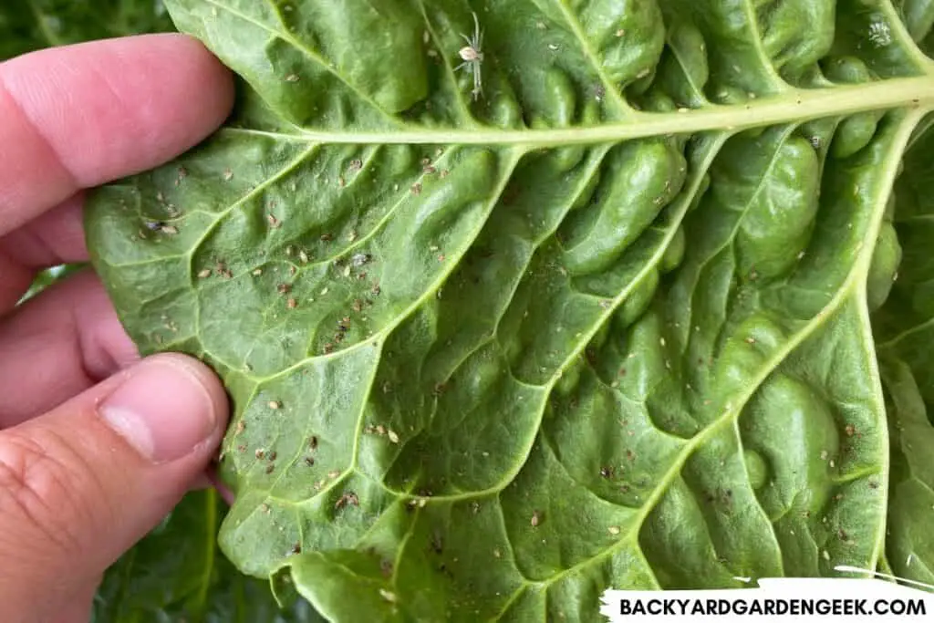 Aphids on Chard Leaves