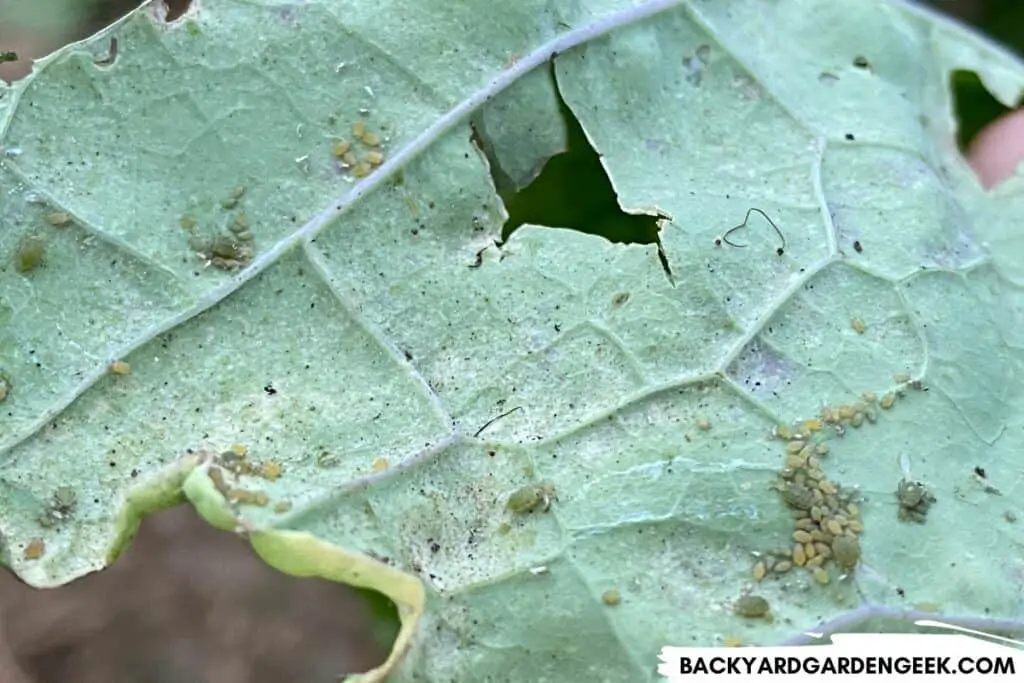 Aphids on Kale