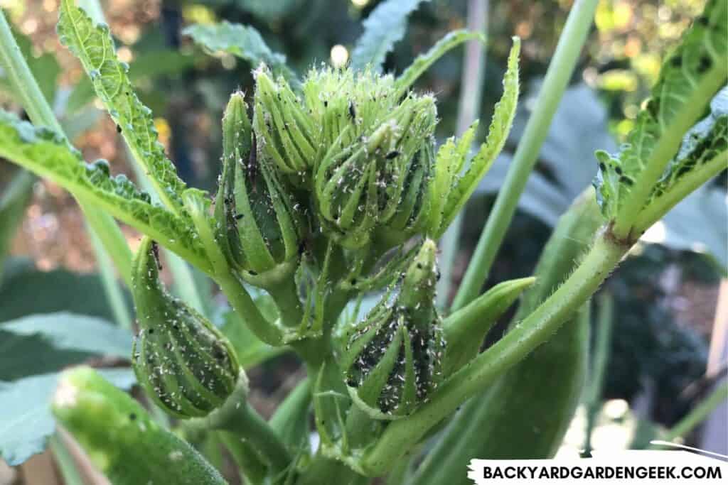 Aphids on Okra