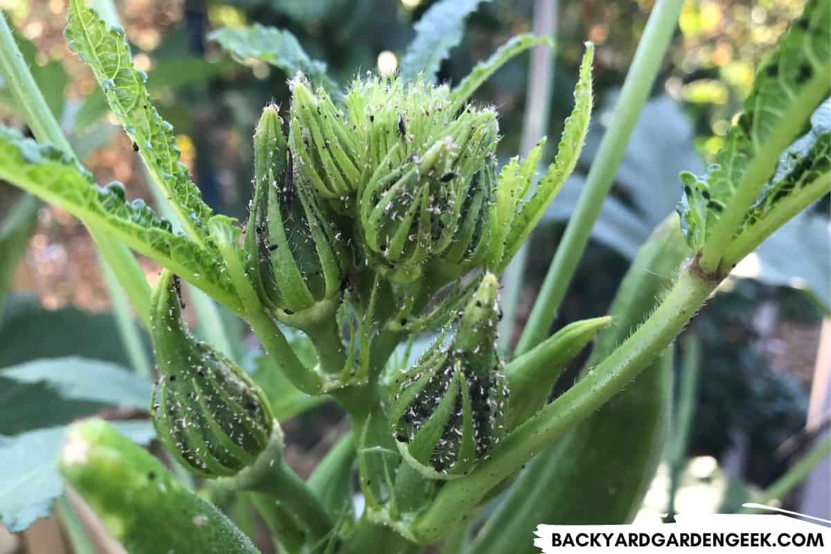 21 Plants That Aphids Attack and Eat + How to Stop Them Backyard