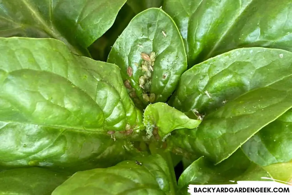 Aphids on Spinach