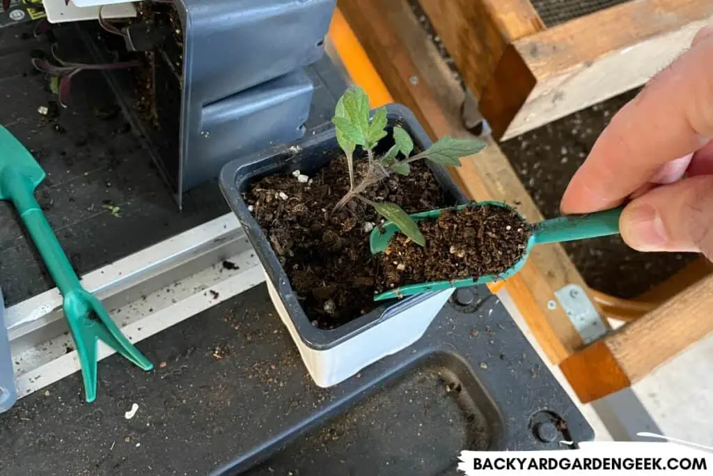 Carefully Transplanting Small Tomato Seedling