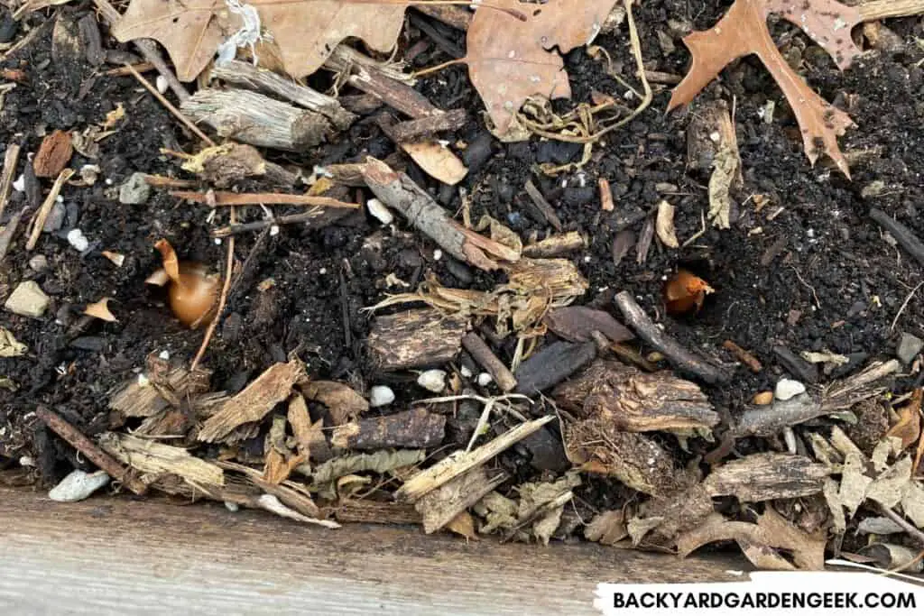 Covering Onions with Soil, Wood Chips, and Leaves