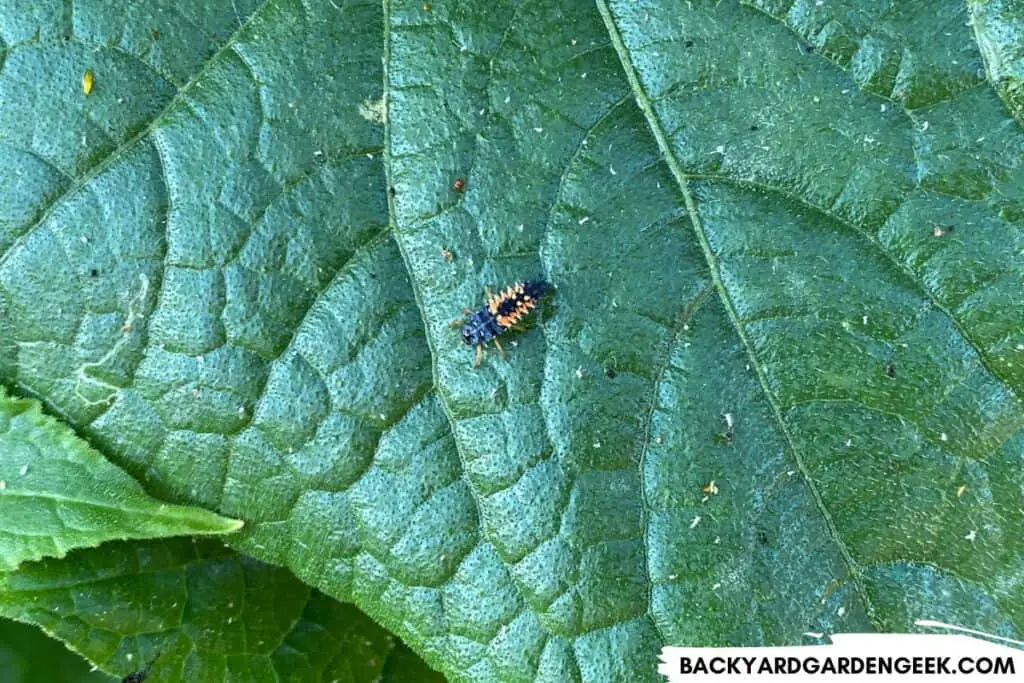 Ladybug Larvae Eating Aphids