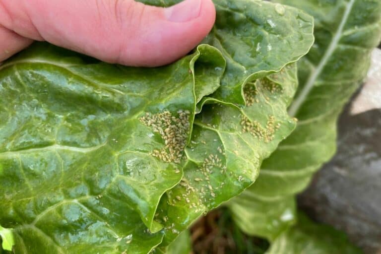 21 Plants That Aphids Attack and Eat + How to Stop Them