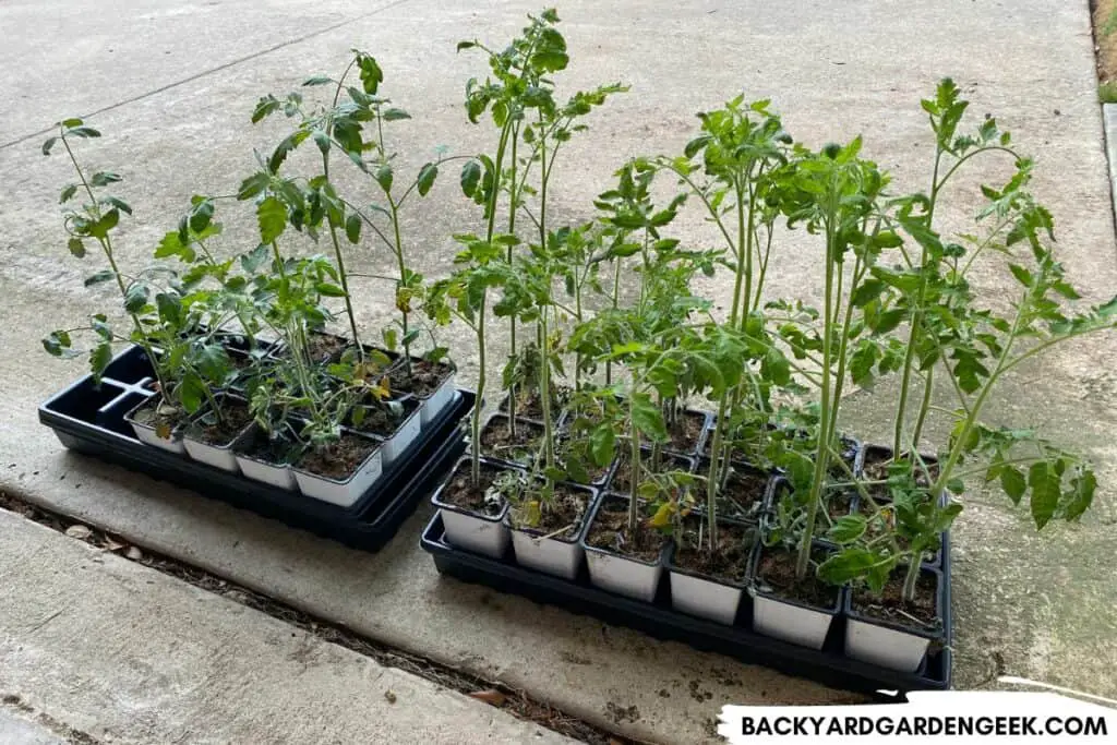 Overgrown Tomato Seedlings