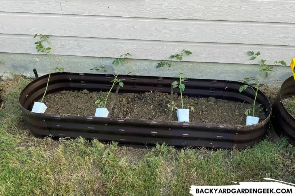 Overgrown Tomato Seedlings in Raised Garden Bed