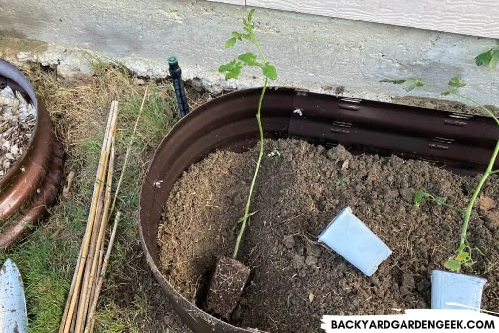 Planting Tomato Seedlings Deep in a Raised Bed