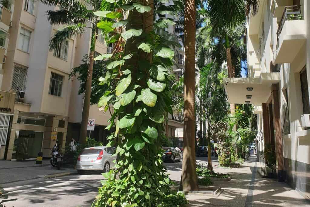 Pothos Plant Growing Outdoors in Brazil