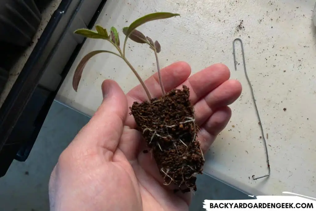 Small Tomato Seedlings Before Transplanting