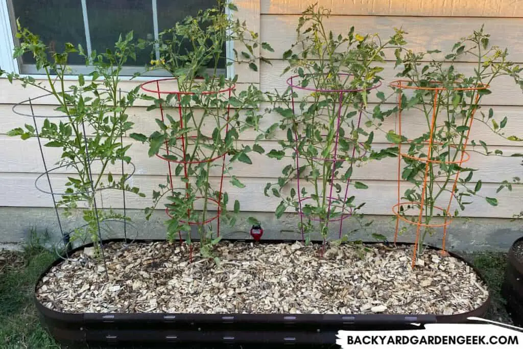 Tomato Plants Growing in Raised Garden Bed