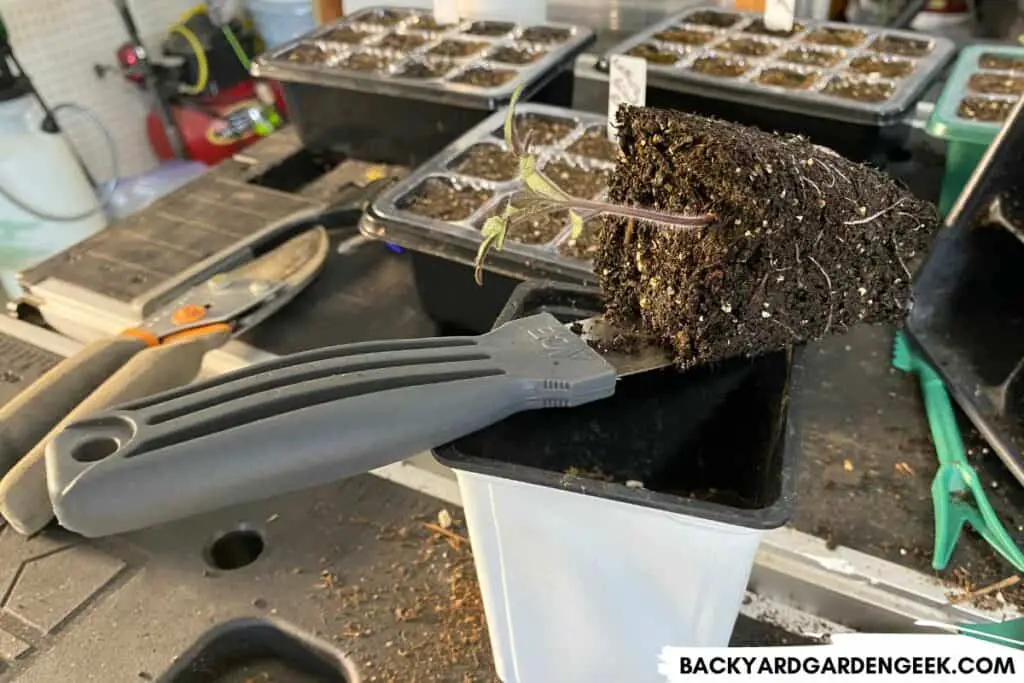 Using a Putty Knife to Transplant Tomato Seedling