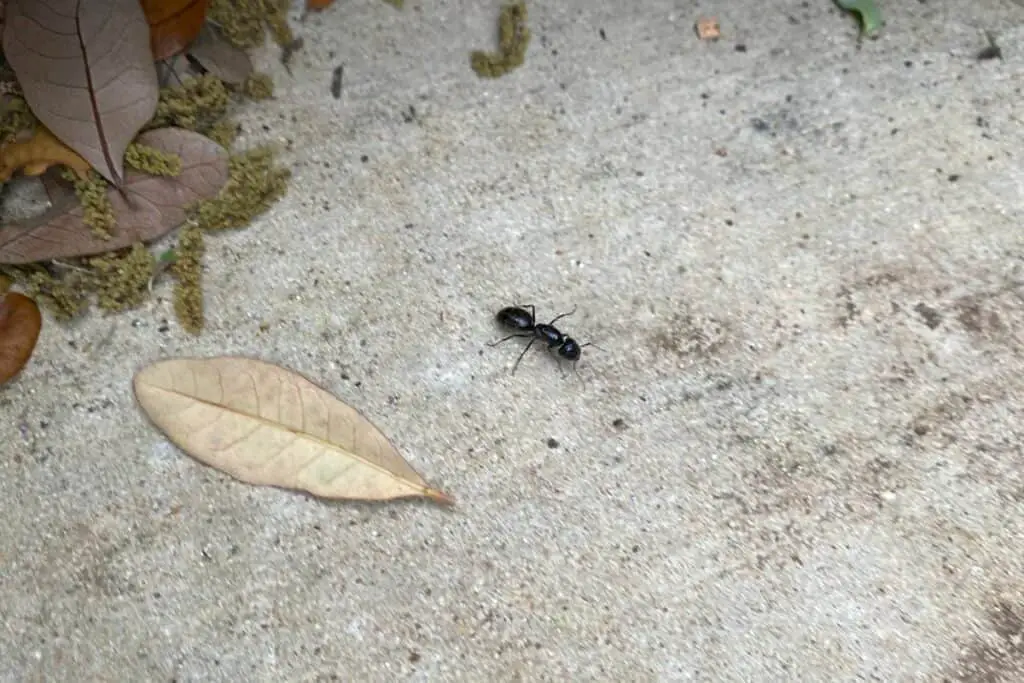 Ant on My Driveway