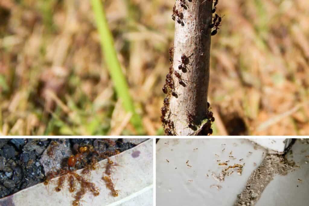 Ants Outside and on Various Surfaces