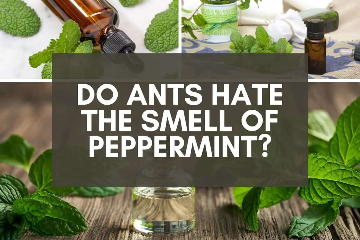 Ants and Peppermint