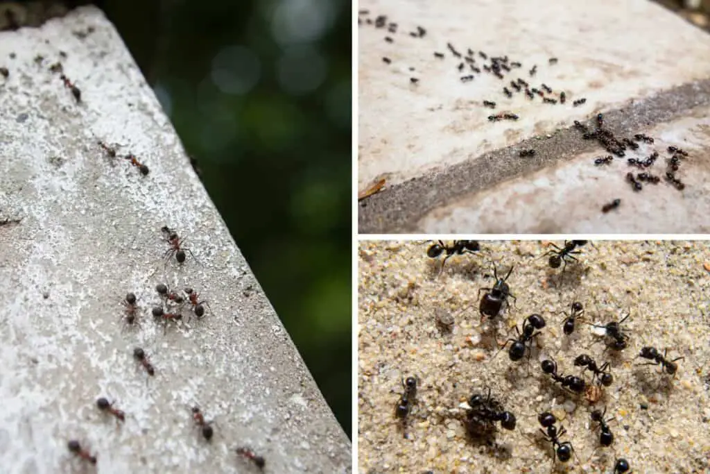 Ants and Pheromone Trails