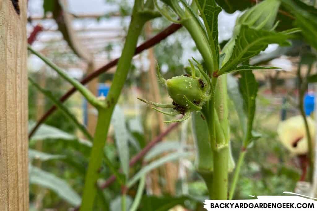 Ants on Okra Buds