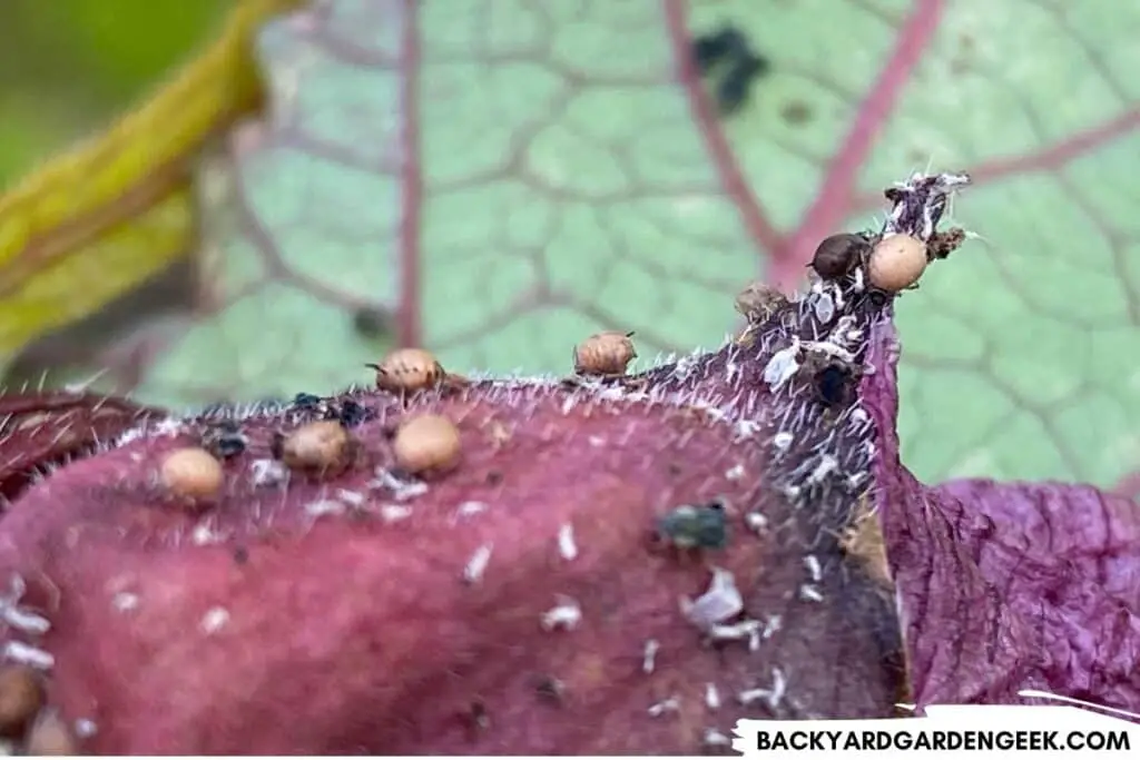 Aphids Mummified by Parasitic Wasp