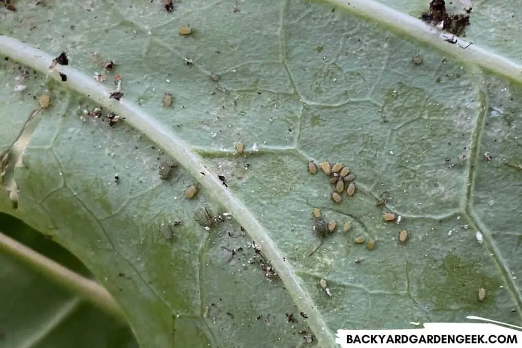 Aphids on Kale