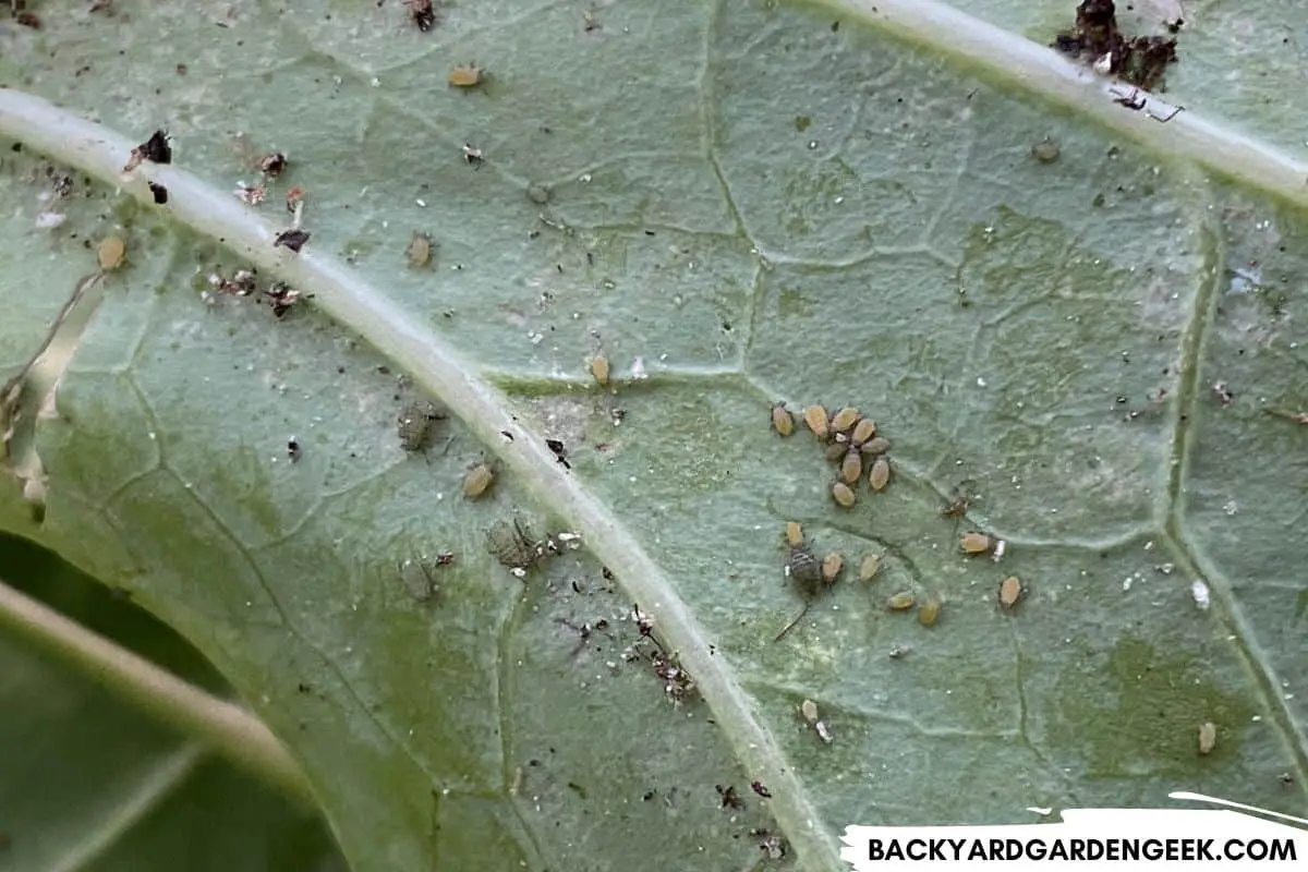 6 Aphid-Eating Bugs + Tips to Keep Them in Your Garden – Backyard ...