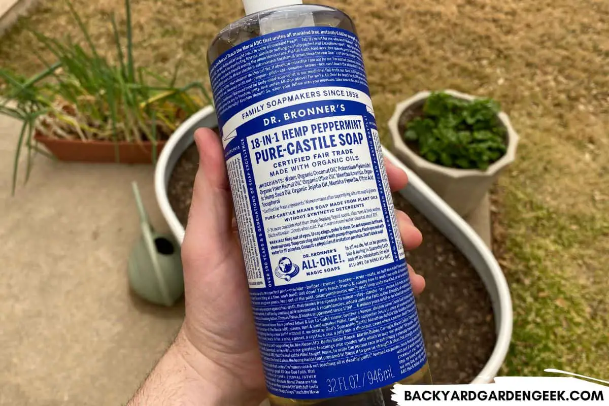 Do Ants Hate the Smell of Peppermint? Here’s What to Know Backyard