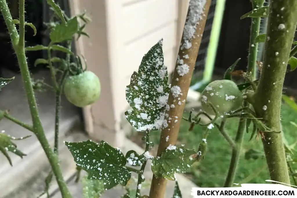 Diatomaceous Earth on Tomato Plants