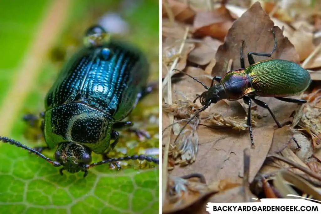 Ground Beetles