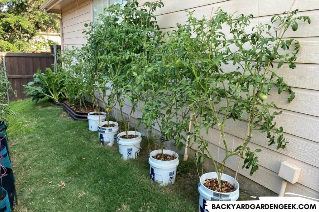 Growing Tomatoes in Paint Buckets