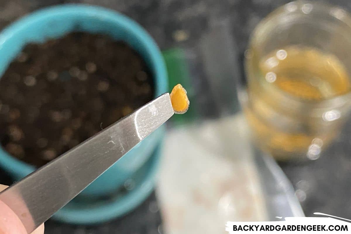 Can Seeds Germinate If They’re 10, 20, or Even 50 Years Old? Backyard