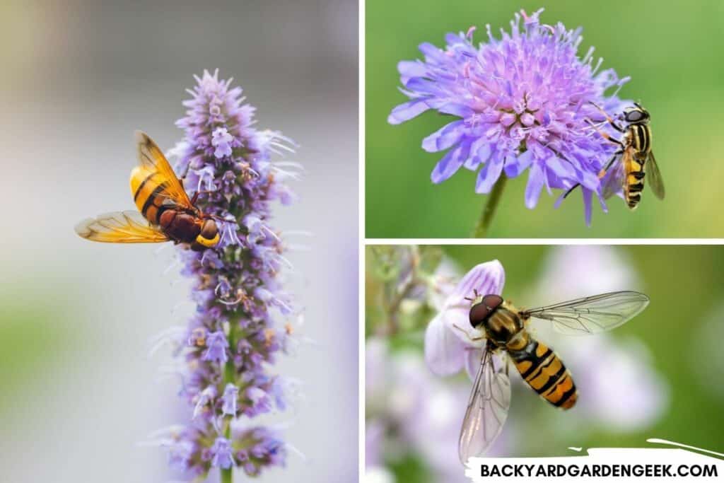 Hoverflies on Flowers