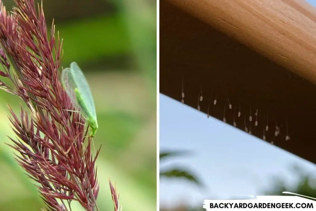 Lacewing and Lacewing Eggs