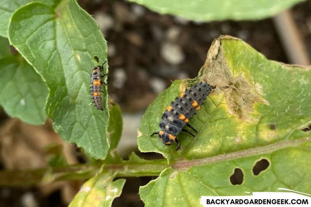 Ladybug Larvae on Turnip Leaves