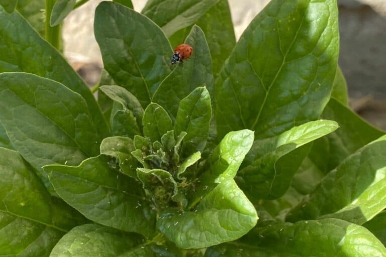 6 Aphid-Eating Bugs + Tips to Keep Them in Your Garden