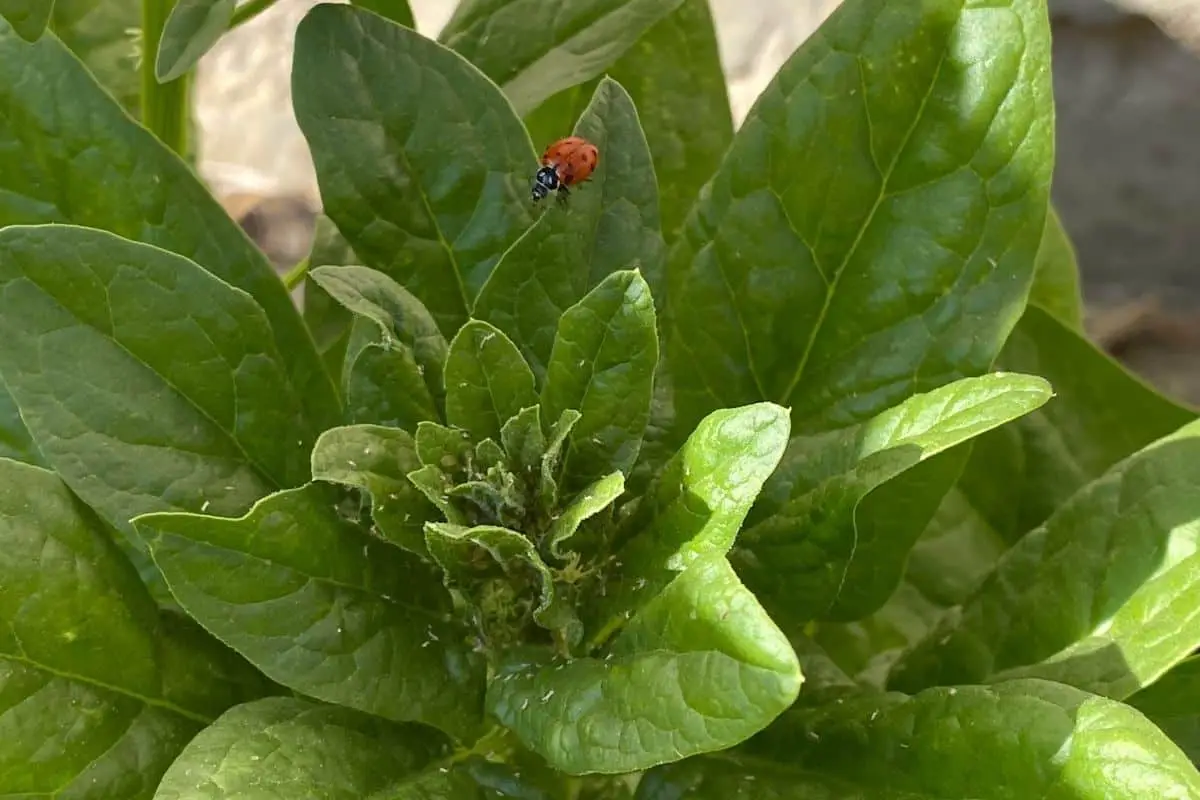 Ladybug Looking for Aphids