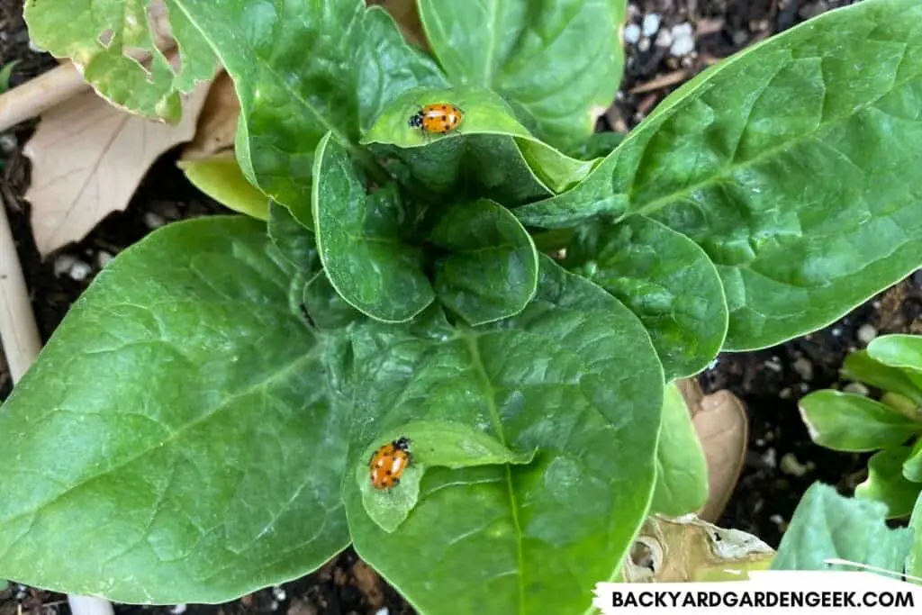 Ladybugs on a Spinach Plants