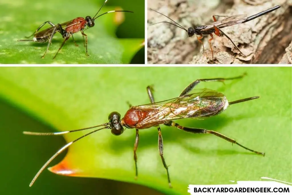 Parasitic Wasps