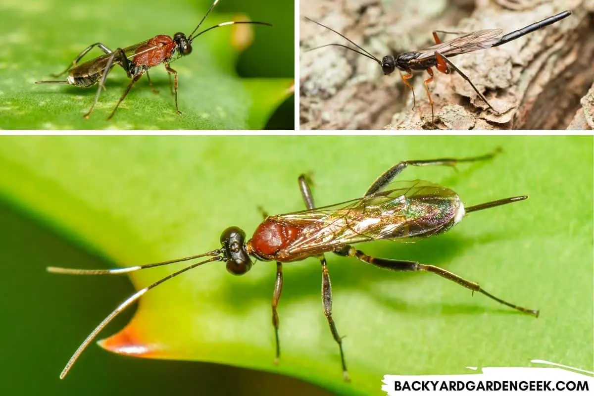 6 Aphid-Eating Bugs + Tips to Keep Them in Your Garden – Backyard ...