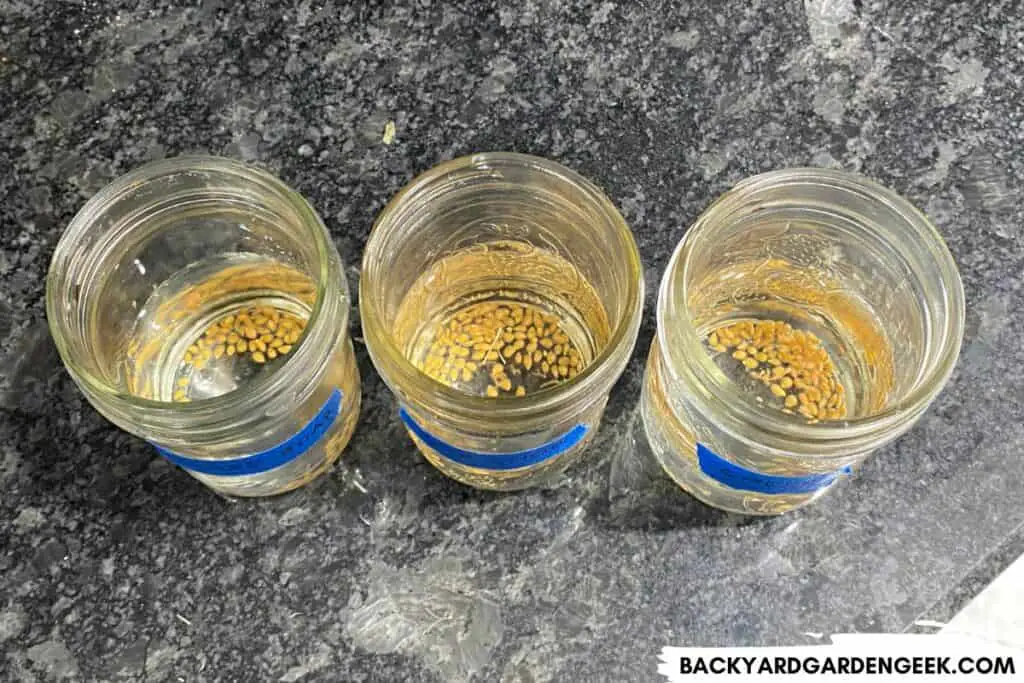 Soaking Seeds in Jars of Water