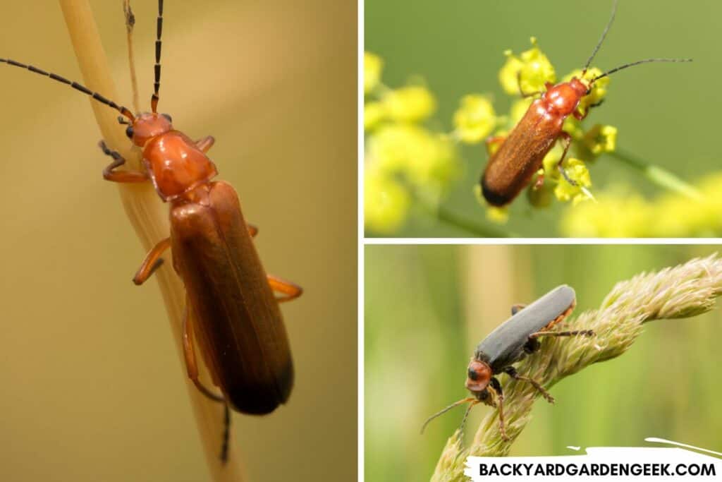 Soldier Beetles